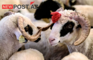 Qurbanlıq qoyunların onlayn satışı ilə bağlı xüsusi PORTAL YARADILDI