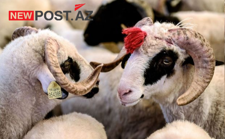 Qurbanlıq qoyunların onlayn satışı ilə bağlı xüsusi PORTAL YARADILDI