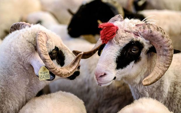 Bu gün ölkəmizdə Qurban Bayramı qeyd olunur