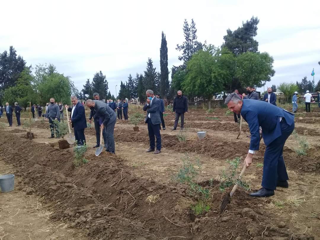 Ümummilli lider Heydər Əliyevin anadan olmasının 98-ci ildönümü münasibəti ilə Biləsuvarda ağacəkmə aksiyası keçirildi