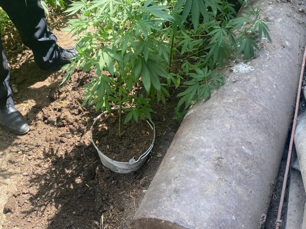 Həyətində 77 kiloqramdan çox çətənə yetişdirib - Fotolar