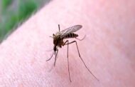 Ağcaqanaddan insana keçən virus 42 nəfərin ölümünə səbəb oldu