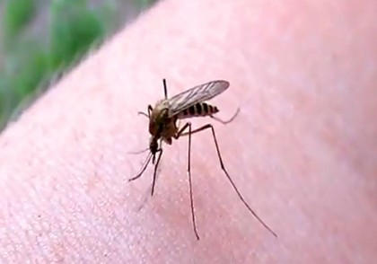 Ağcaqanaddan insana keçən virus 42 nəfərin ölümünə səbəb oldu