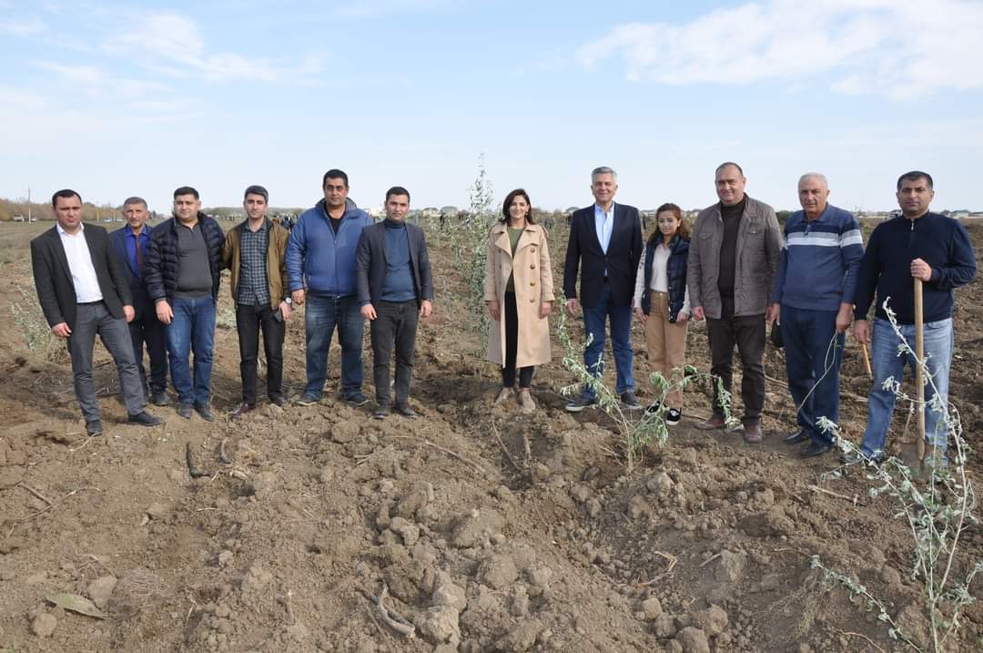 Biləsuvarda ölkə üzrə ilkə imza atılıb: Zəfər gününə həsr olunmuş ağacəkmə aksiyasında 17 000 ədəd ağac əkilib - FOTO
