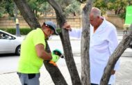 Paytaxtda zeytun ağaclarının müalicəsinə başlanılıb - FOTO